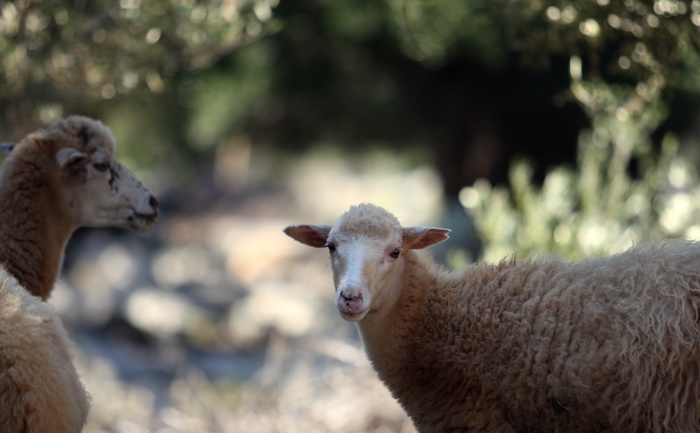 Pag, Lun, 221012.
Berba maslina u lunskom masliniku koji se nalazi kod mjesta Lun na otoku Pagu. Omedjen je suhozidima, prostire se na 400 hektara i sadrzi oko 80.000 stabala maslina. Najveci je maslinik u Hrvatskoj. U Lunskom masliniku rastu brojne jedin Pag, Lun, 221012.
Berba maslina u lunskom masliniku koji se nalazi kod mjesta Lun na otoku Pagu. Omedjen je suhozidima, prostire se na 400 hektara i sadrzi oko 80.000 stabala maslina. Najveci je maslinik u Hrvatskoj. U Lunskom masliniku rastu brojne jedin
