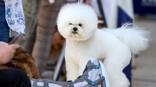 Međunarodna izložba pasa CACIB 2023