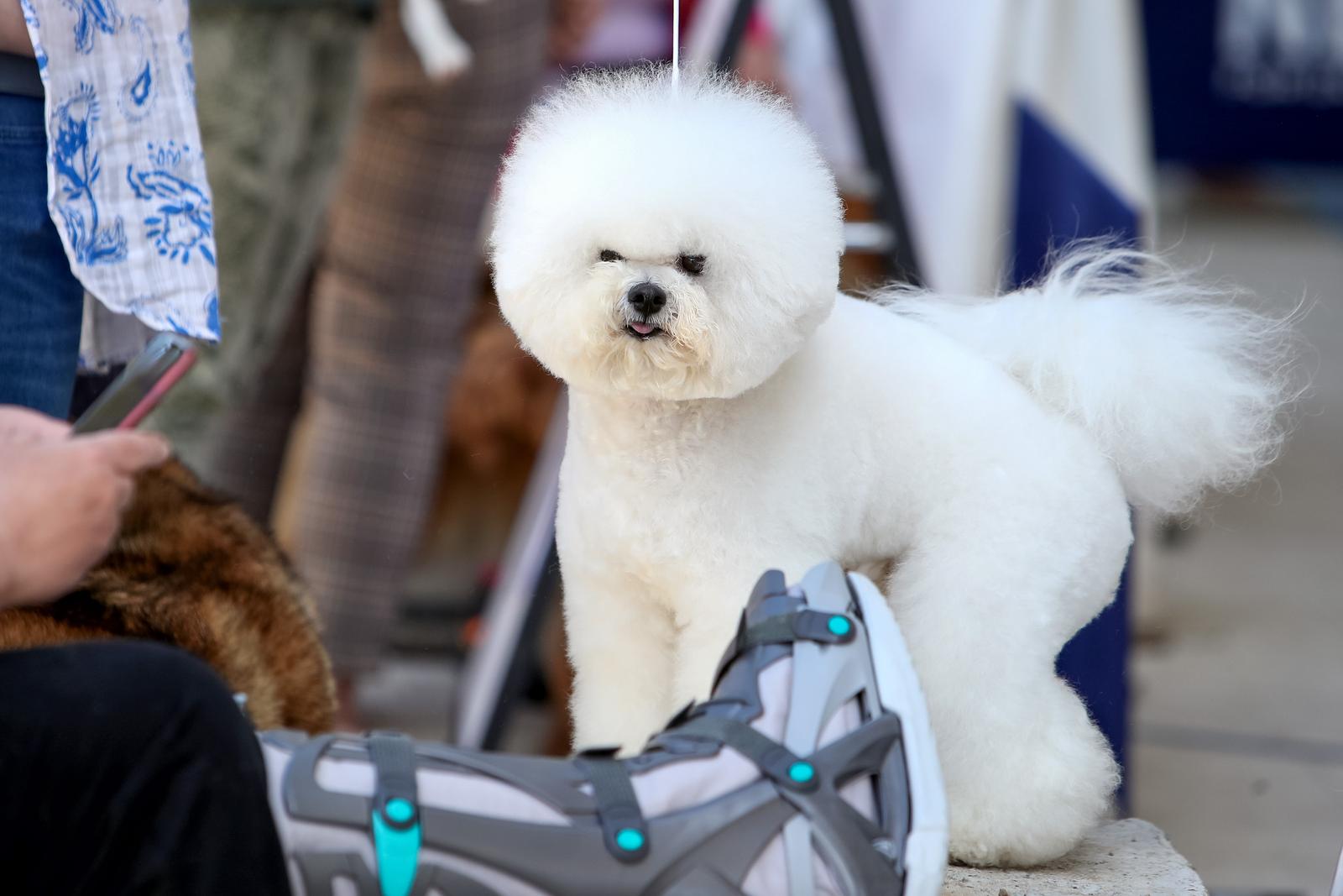 Međunarodna izložba pasa CACIB 2023