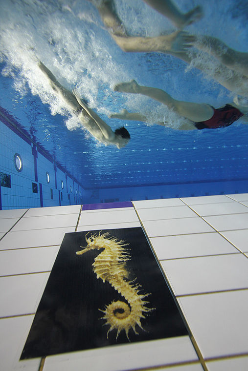 SC Višnjik: Podvodna izložba ronilačkog kluba “Roko” SC Višnjik: Podvodna izložba ronilačkog kluba “Roko”