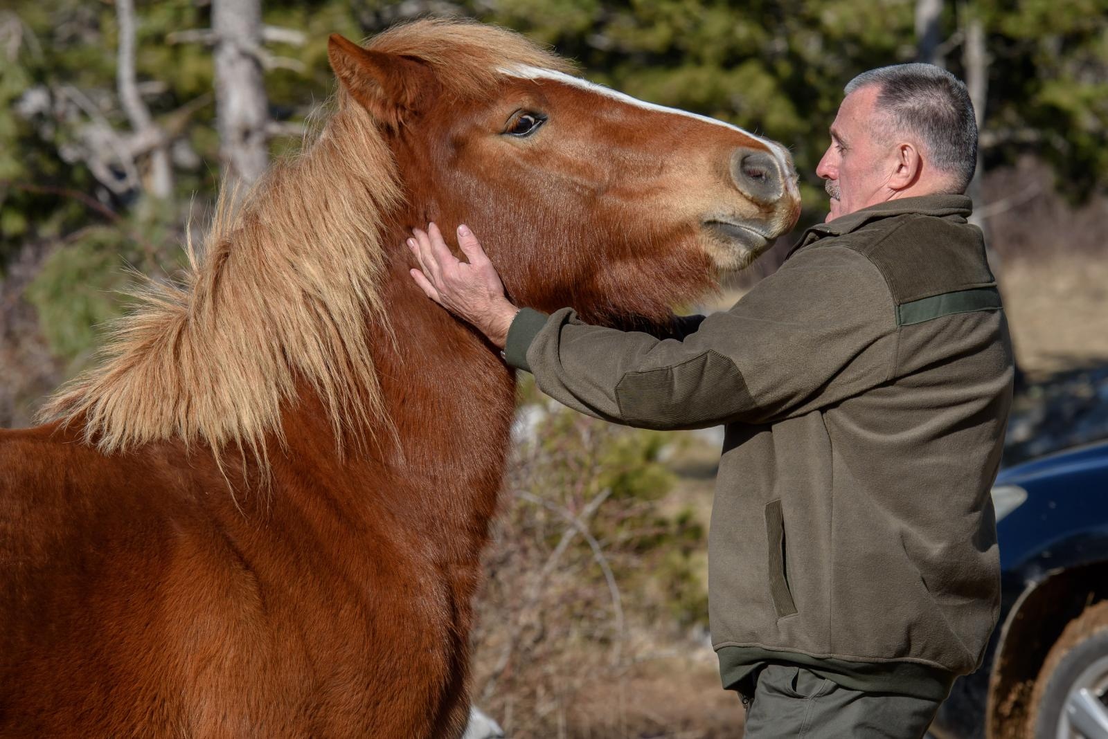 Veliko Rujno: Drago Krapić vlasnik je pedesetak konja koji obitavaju na velebitskim pašnjacima
