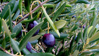 Berba maslina na Dugom otoku