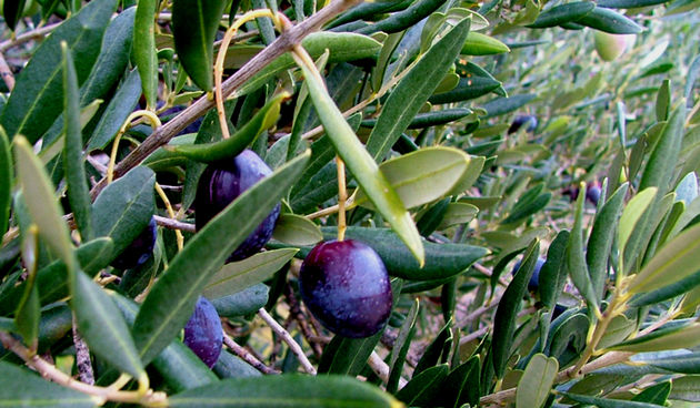 Berba maslina na Dugom otoku