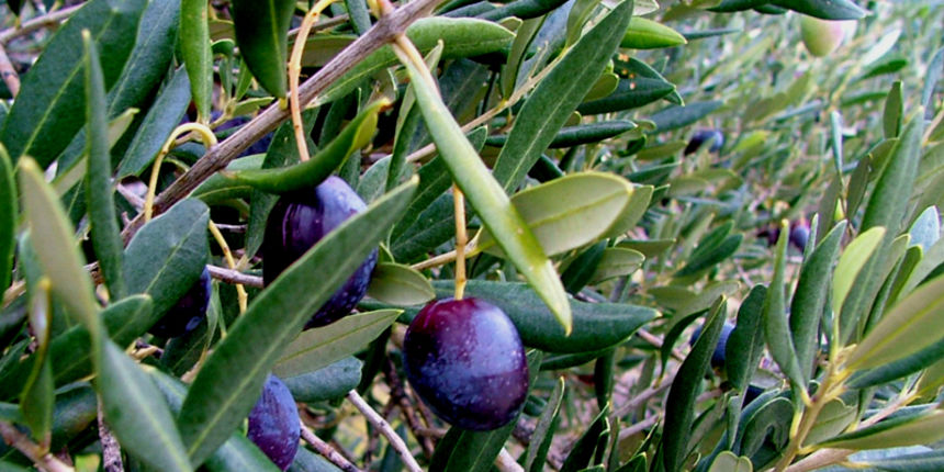 Berba maslina na Dugom otoku