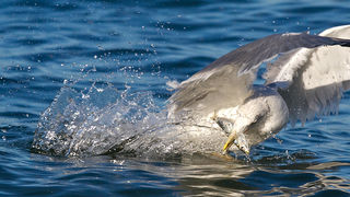Jutarnja svađa galebova, foto: Leo Banić