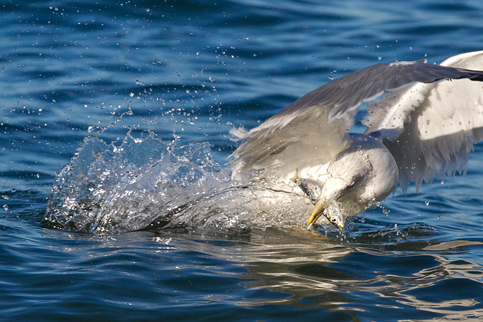 Jutarnja svađa galebova, foto: Leo Banić