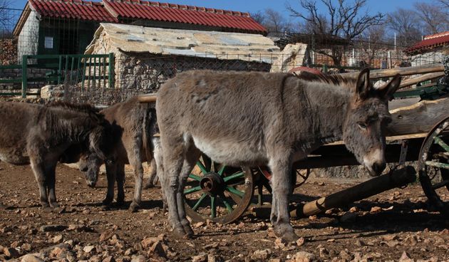 Zaton Obrovački: ZOO s egzotičnim i domaćim životinjama privlači posjetitelje