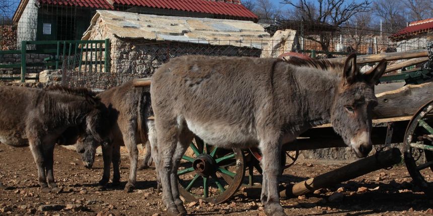 Zaton Obrovački: ZOO s egzotičnim i domaćim životinjama privlači posjetitelje Zaton Obrovački: ZOO s egzotičnim i domaćim životinjama privlači posjetitelje