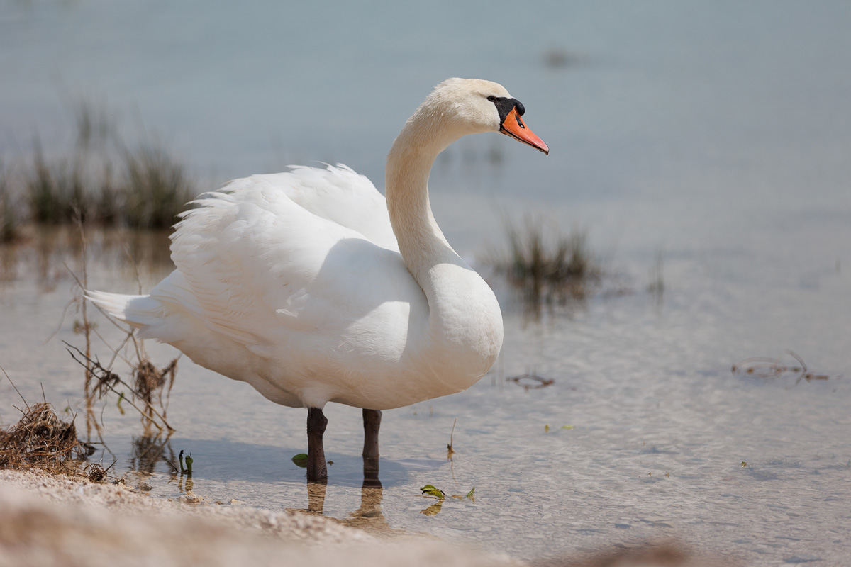 Materine užance @ kamp Crkvine, Vransko jezero Materine užance @ kamp Crkvine, Vransko jezero