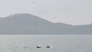 Zadar, 101211
Oni koji su se danas u pravo vrijeme nasli na zadarskoj rivi mogli su uzivati gledajuci jato od 6-7 dupina kako lovi ribu. Naime, u popodnevnim satima, zajedno s ribarima koji su krenuli u lov na lignje pojavili su se dupini i zadrzali se na