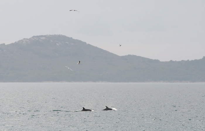 Zadar, 101211
Oni koji su se danas u pravo vrijeme nasli na zadarskoj rivi mogli su uzivati gledajuci jato od 6-7 dupina kako lovi ribu. Naime, u popodnevnim satima, zajedno s ribarima koji su krenuli u lov na lignje pojavili su se dupini i zadrzali se na