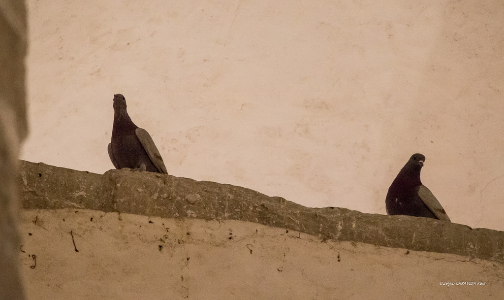 Roman i Milena Simović oduševili koncertom u crkvi Sv. Donata Roman i Milena Simović oduševili koncertom u crkvi Sv. Donata