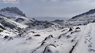 Tulove grede pod snježnim pokrivačem Tulove grede pod snježnim pokrivačem