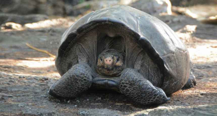 Kornjača Galapagos Kornjača Galapagos