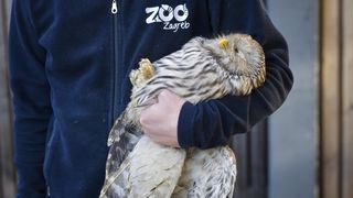 Rastopit će vam srce: Ozlijeđene sove na oporavku u zagrebačkom Zološkom vrtu