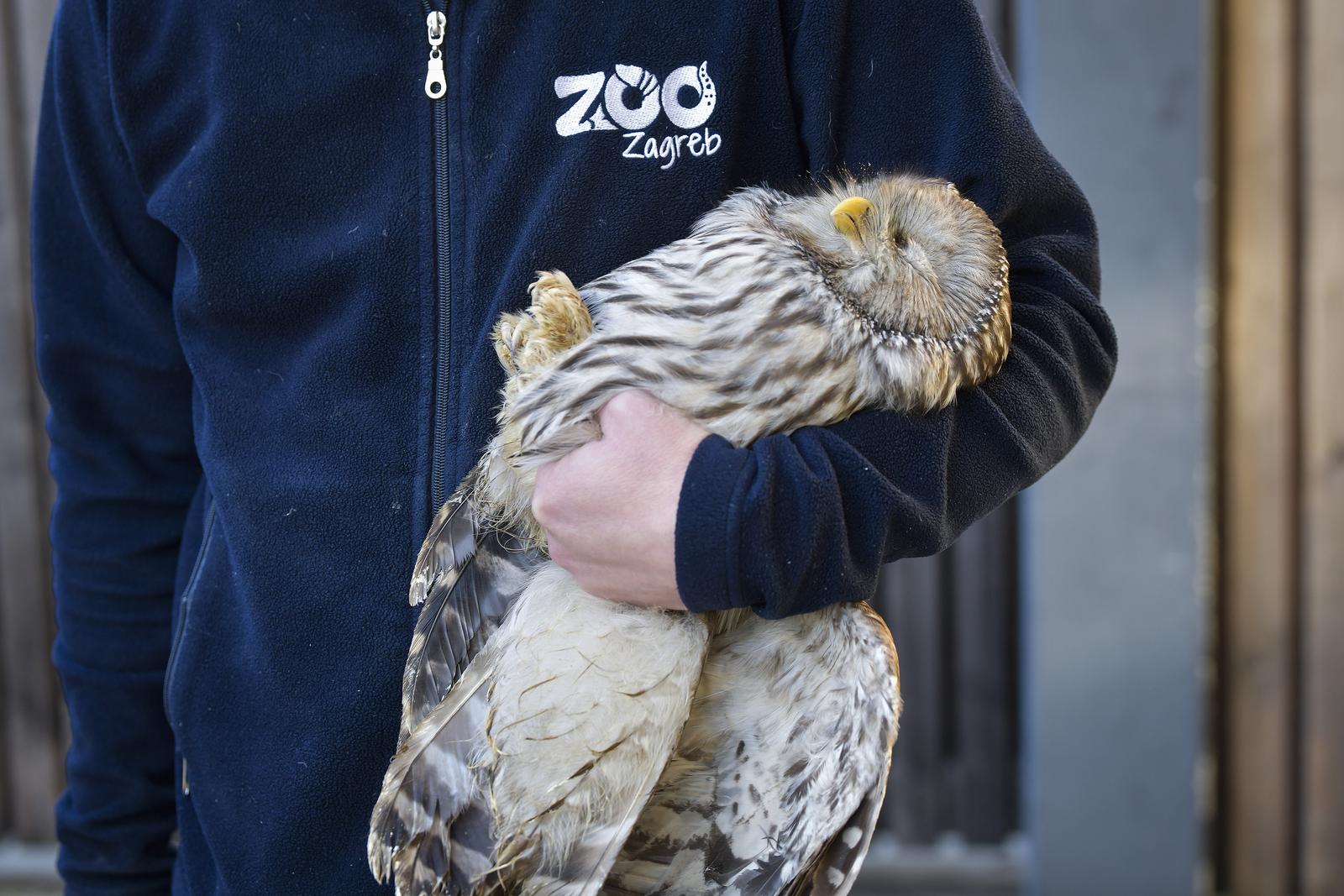 Rastopit će vam srce: Ozlijeđene sove na oporavku u zagrebačkom Zološkom vrtu