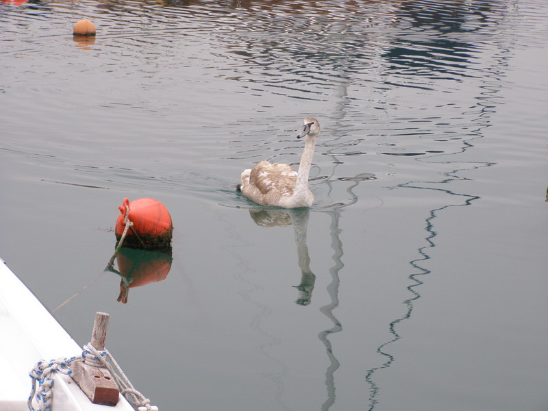 Labud u Posedarju (Foto: Josip Prskalo)