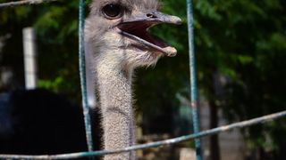 Zaton Obrovački: ZOO s egzotičnim i domaćim životinjama Zaton Obrovački: ZOO s egzotičnim i domaćim životinjama