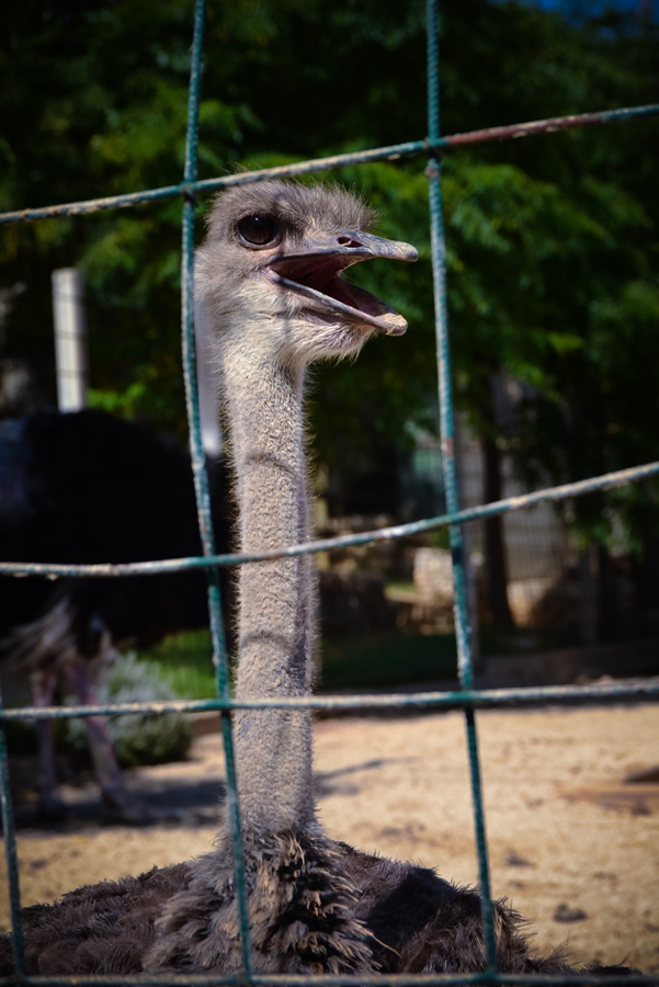 Zaton Obrovački: ZOO s egzotičnim i domaćim životinjama Zaton Obrovački: ZOO s egzotičnim i domaćim životinjama