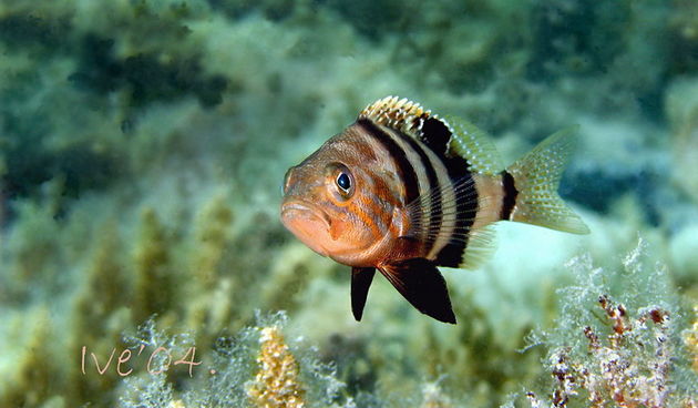 Čudesno podmorje Zadarskog arhipelaga, Foto: Ive Šoša
