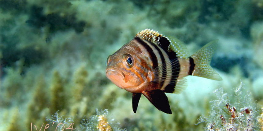 Čudesno podmorje Zadarskog arhipelaga, Foto: Ive Šoša Čudesno podmorje Zadarskog arhipelaga, Foto: Ive Šoša