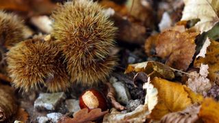 Pitomi kesten (Castanea sativa) jedan je od najprepoznatljivijih plodova jeseni. Photo: Borna Filić/PIXSELL Pitomi kesten (Castanea sativa) jedan je od najprepoznatljivijih plodova jeseni. Photo: Borna Filić/PIXSELL