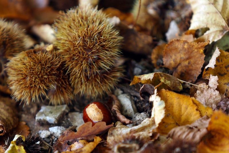 Pitomi kesten (Castanea sativa) jedan je od najprepoznatljivijih plodova jeseni. Photo: Borna Filić/PIXSELL Pitomi kesten (Castanea sativa) jedan je od najprepoznatljivijih plodova jeseni. Photo: Borna Filić/PIXSELL