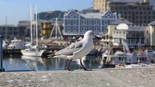 Šetnja Cape Townom u Južnoafričkoj Republici, Foto: Denis Peroš Šetnja Cape Townom u Južnoafričkoj Republici, Foto: Denis Peroš