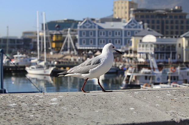 Šetnja Cape Townom u Južnoafričkoj Republici, Foto: Denis Peroš Šetnja Cape Townom u Južnoafričkoj Republici, Foto: Denis Peroš