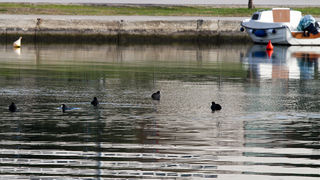Liske u uvali Bregdetti 24. siječnja