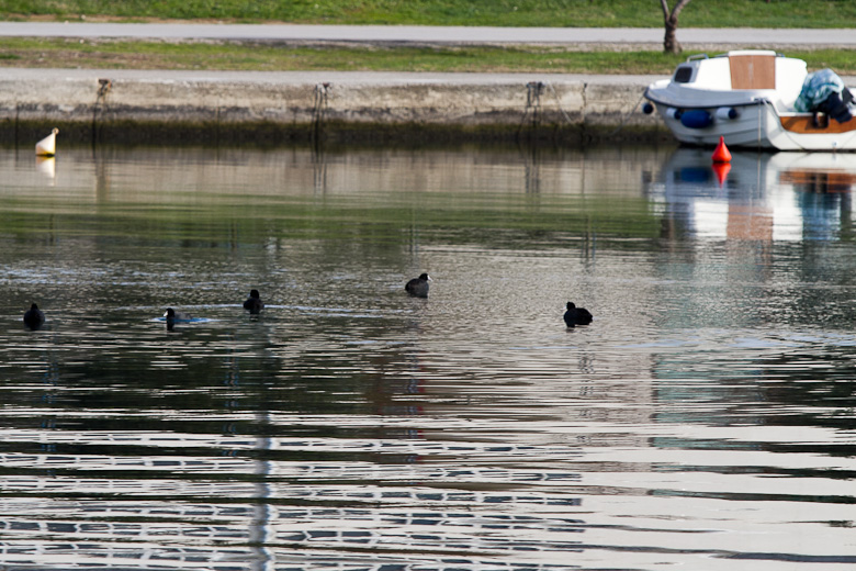 Liske u uvali Bregdetti 24. siječnja