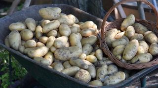 Zadarski beskucnici angazirani su na sadnji krumpira koji cini dio ponude pucke kuhinje u kojoj se i sami hrane. Photo: Dino Stanin/PIXSELL Zadarski beskucnici angazirani su na sadnji krumpira koji cini dio ponude pucke kuhinje u kojoj se i sami hrane. Photo: Dino Stanin/PIXSELL