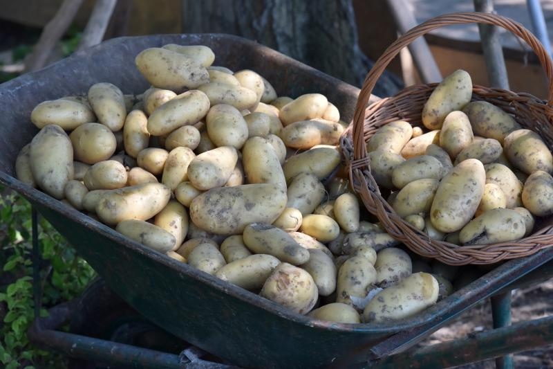 Zadarski beskucnici angazirani su na sadnji krumpira koji cini dio ponude pucke kuhinje u kojoj se i sami hrane. Photo: Dino Stanin/PIXSELL Zadarski beskucnici angazirani su na sadnji krumpira koji cini dio ponude pucke kuhinje u kojoj se i sami hrane. Photo: Dino Stanin/PIXSELL