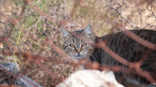Šetnjica poučnom stazom sv. Leopolda Mandića, Mosor, foto: Darko Belančić