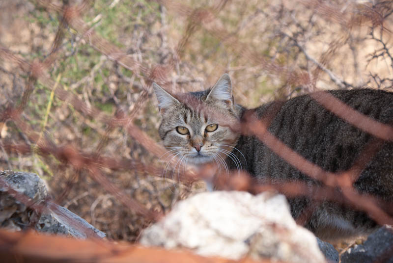 Šetnjica poučnom stazom sv. Leopolda Mandića, Mosor, foto: Darko Belančić