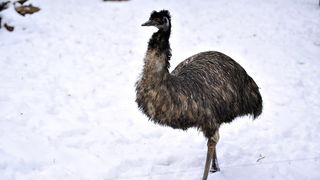 Zagreb, 100212. 
Osim sto je zabijelio grad, snijeg je prekrio i nastambe zivotinja u Zooloskom vrtu. Neke su dobro prihvatile hladnije uvjete, dok su se druge skrivale u svojim zidanim nastambama.
Na slici: emu
Foto: Boris Kovacev / CROPIX