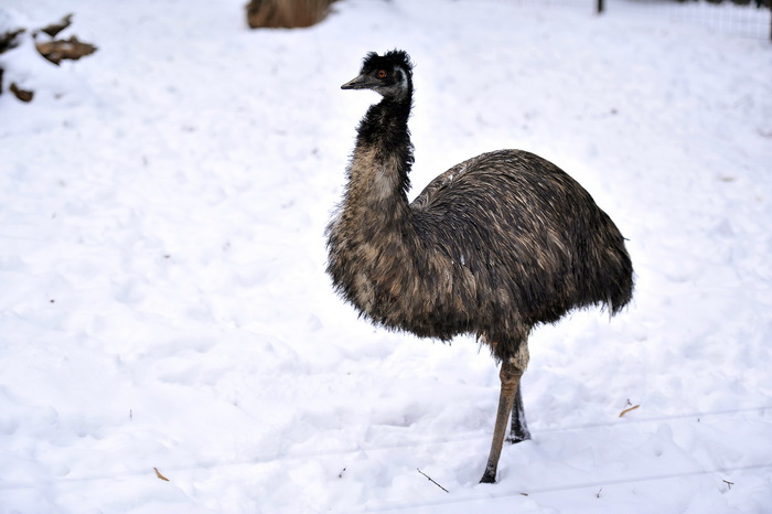Zagreb, 100212. 
Osim sto je zabijelio grad, snijeg je prekrio i nastambe zivotinja u Zooloskom vrtu. Neke su dobro prihvatile hladnije uvjete, dok su se druge skrivale u svojim zidanim nastambama.
Na slici: emu
Foto: Boris Kovacev / CROPIX