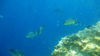 Dugi otok, 260609.
Dugi otok je jedva 1,5 sat udaljen od Zadra, jedan je od skrivenih Jadransih bisera. Sa raznolikom prirodom i plazama, cistim morem, on je namjenjen gostima koji vise cijene prirodu od zabave.
Na slici: jugoistocni dio Dugog otoka i naj