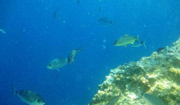 Dugi otok, 260609.
Dugi otok je jedva 1,5 sat udaljen od Zadra, jedan je od skrivenih Jadransih bisera. Sa raznolikom prirodom i plazama, cistim morem, on je namjenjen gostima koji vise cijene prirodu od zabave.
Na slici: jugoistocni dio Dugog otoka i naj