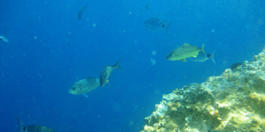 Dugi otok, 260609.
Dugi otok je jedva 1,5 sat udaljen od Zadra, jedan je od skrivenih Jadransih bisera. Sa raznolikom prirodom i plazama, cistim morem, on je namjenjen gostima koji vise cijene prirodu od zabave.
Na slici: jugoistocni dio Dugog otoka i naj Dugi otok, 260609.
Dugi otok je jedva 1,5 sat udaljen od Zadra, jedan je od skrivenih Jadransih bisera. Sa raznolikom prirodom i plazama, cistim morem, on je namjenjen gostima koji vise cijene prirodu od zabave.
Na slici: jugoistocni dio Dugog otoka i naj