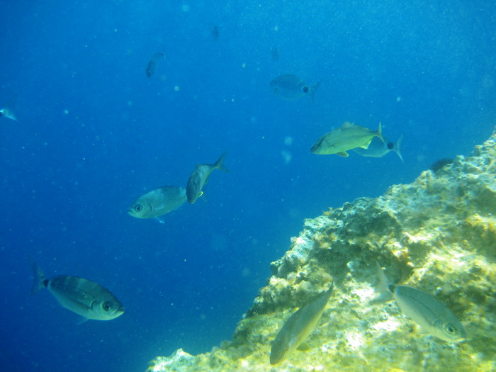 Dugi otok, 260609.
Dugi otok je jedva 1,5 sat udaljen od Zadra, jedan je od skrivenih Jadransih bisera. Sa raznolikom prirodom i plazama, cistim morem, on je namjenjen gostima koji vise cijene prirodu od zabave.
Na slici: jugoistocni dio Dugog otoka i naj
