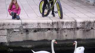 Labudovi pored mosta uveseljavaju Zadrane Labudovi pored mosta uveseljavaju Zadrane