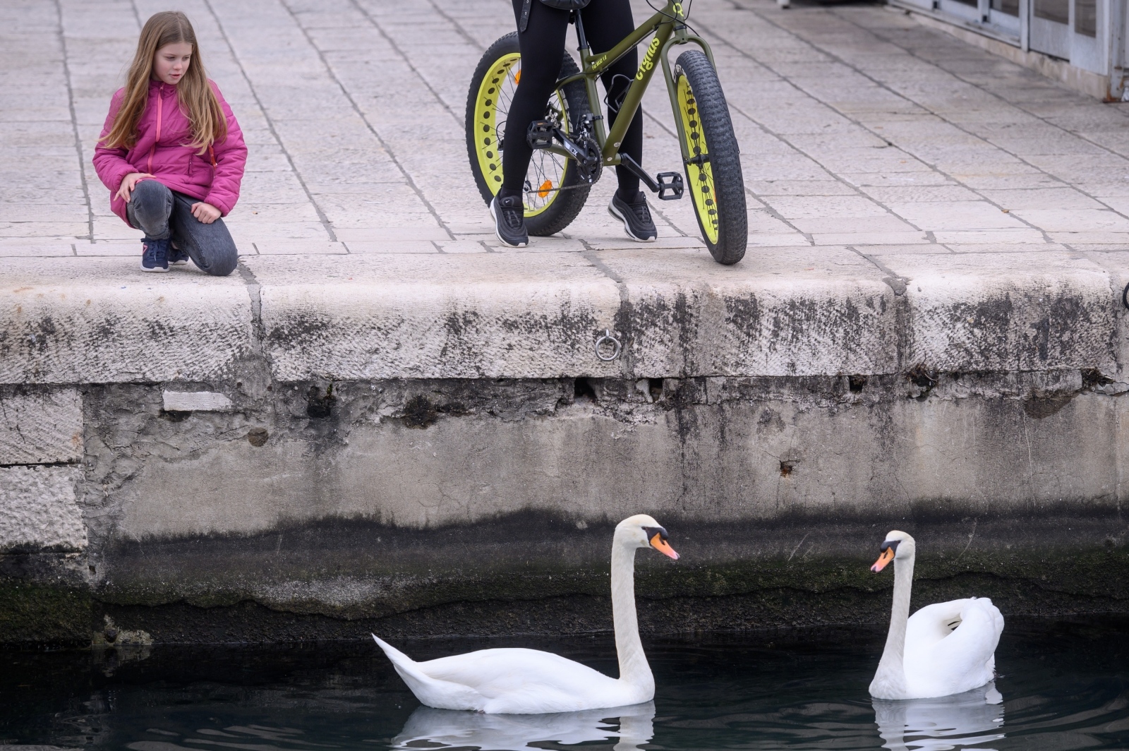 Labudovi pored mosta uveseljavaju Zadrane Labudovi pored mosta uveseljavaju Zadrane