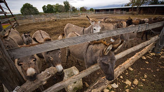 Farma “Dar-mar” (foto:Saša Čuka)