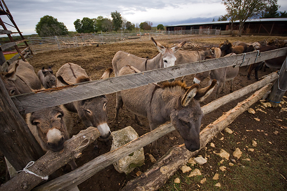Farma “Dar-mar” (foto:Saša Čuka)