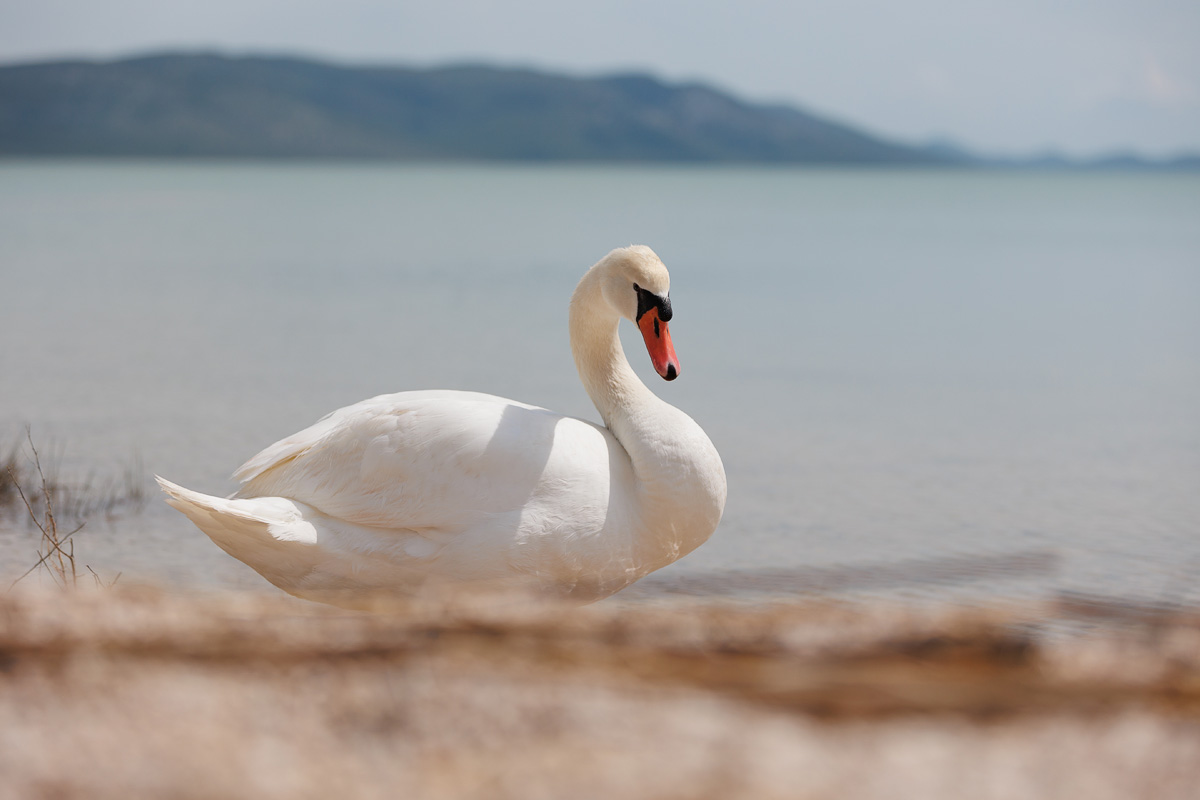 Materine užance @ kamp Crkvine, Vransko jezero Materine užance @ kamp Crkvine, Vransko jezero