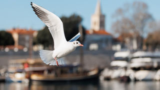 Đir po gradu, 17. siječnja 2025.