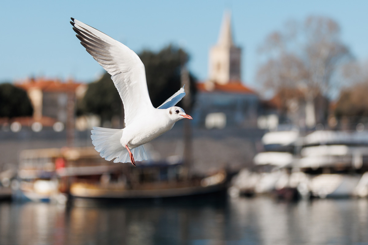 Đir po gradu, 17. siječnja 2025.