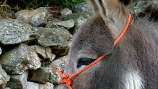 Image 1190427 (auto)