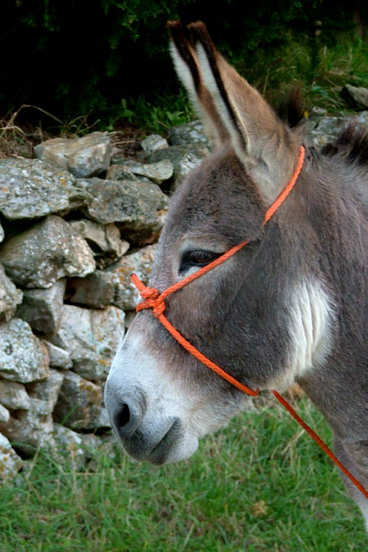 Image 1190427 (auto)